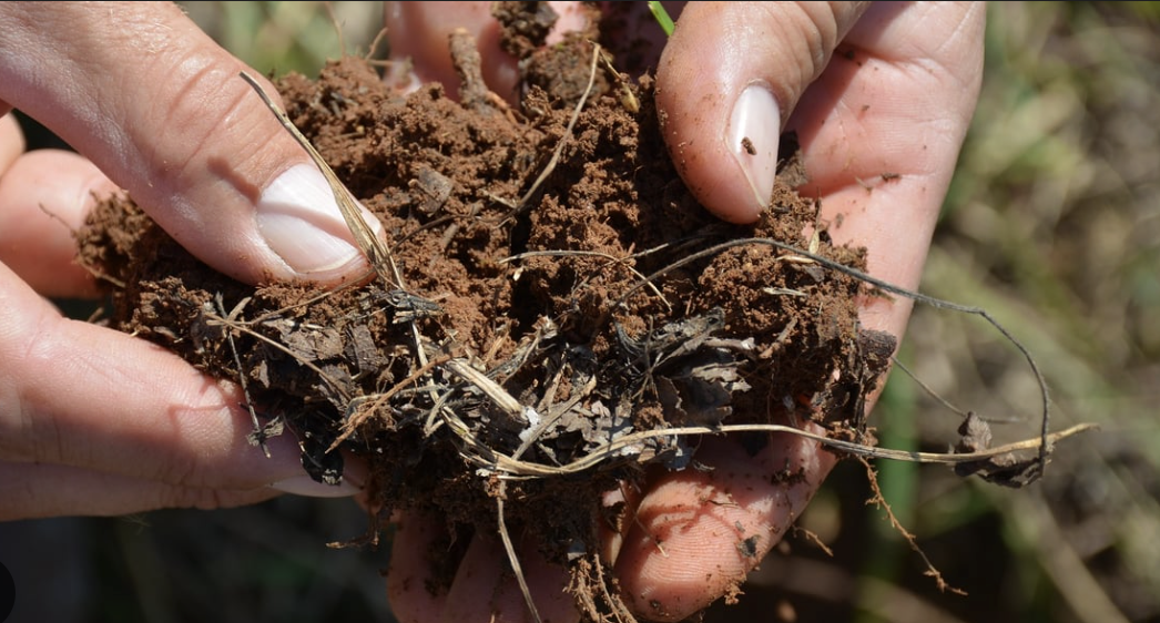 6 Organic Materials That Will Transform Your Soil Health
